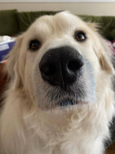 Load image into Gallery viewer, Blue Spirulina Powder (Organic)